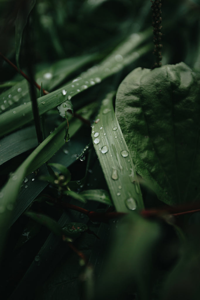 droplets on wild green leaves - amber dawn about page